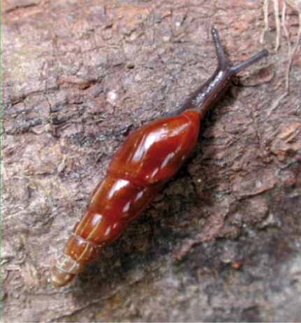 File:Laevaricella perlucens.png