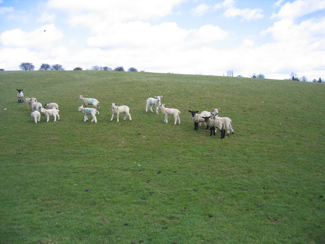 File:Lambs alone - geograph.org.uk - 148881.jpg