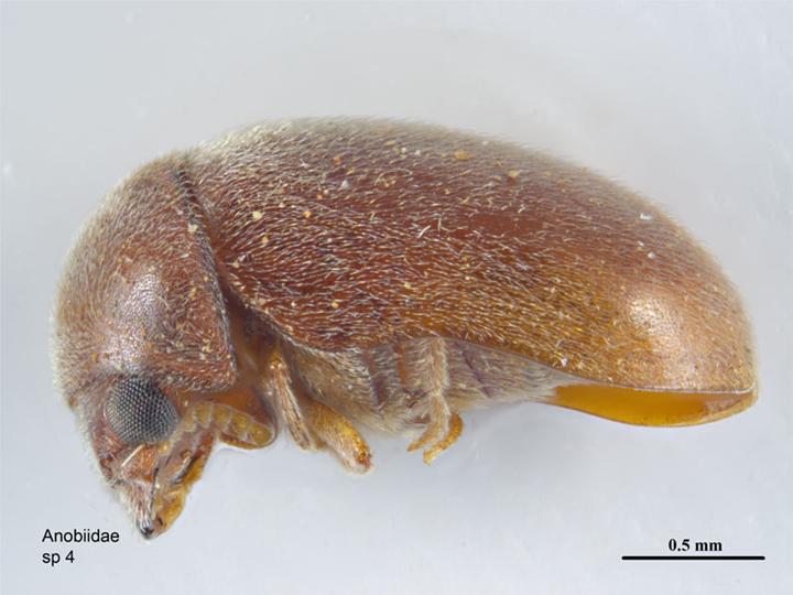 File:Lasioderma serricorne.jpg