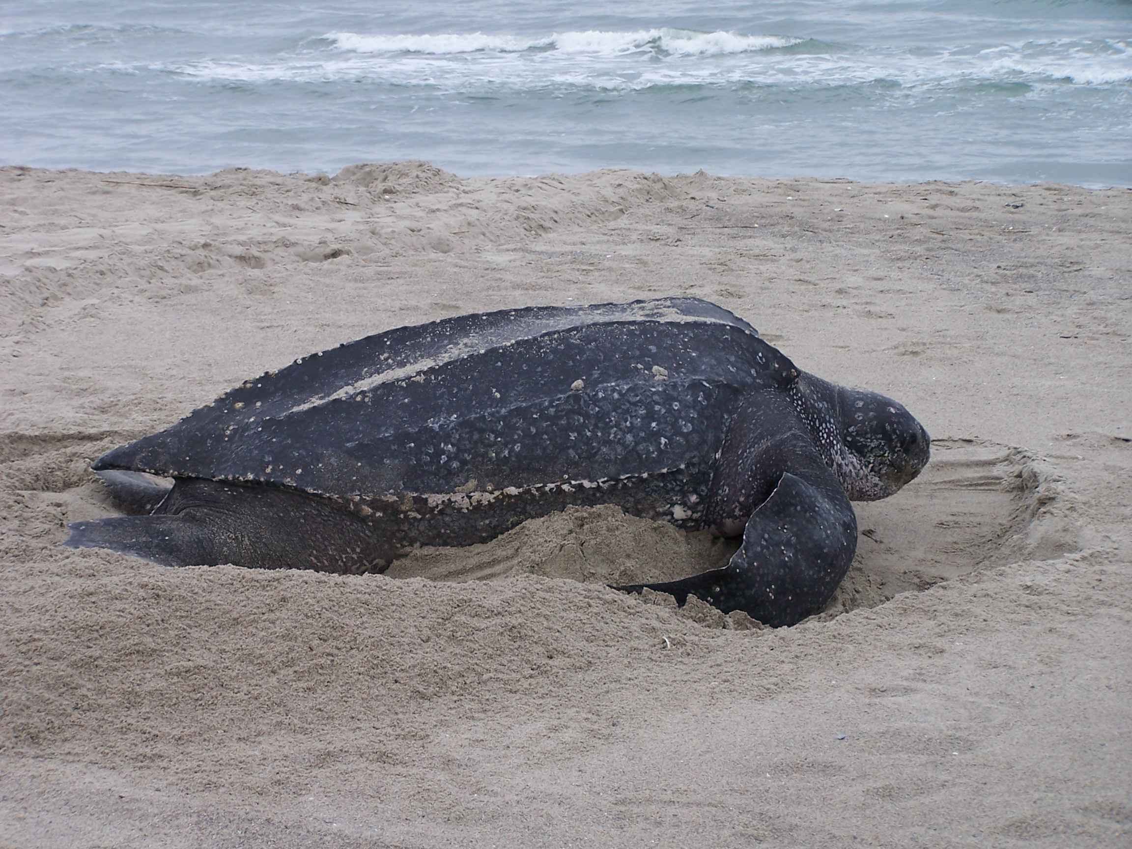 Les tortues du monde .  (marine)  Leatherback_turtlle_nesting_dermochelys_coriacea