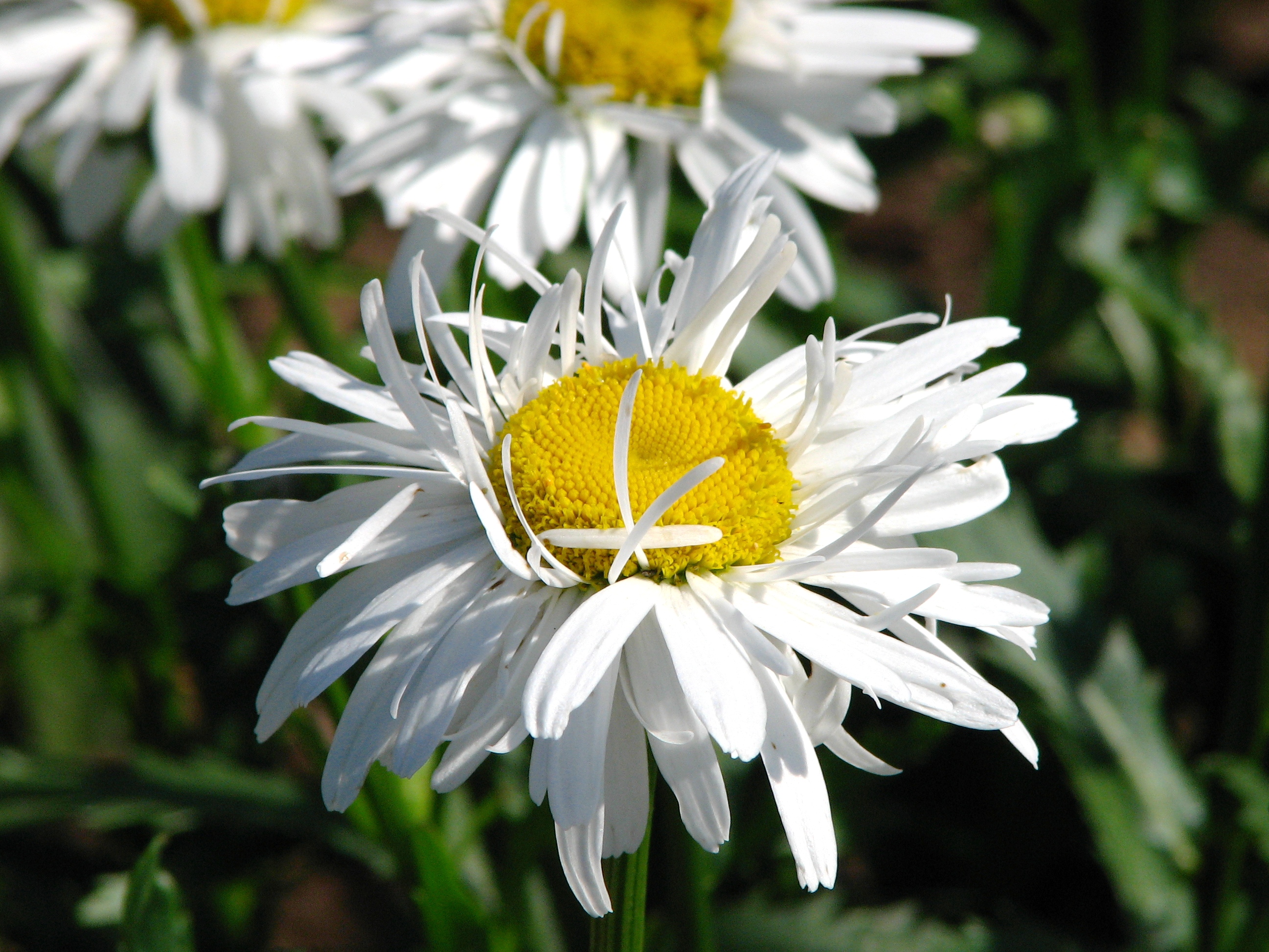 Нивяник крейзи дейзи фото. Leucanthemum Crazy Daisy. Нивяник (Leucanthemum) Crazy Daisy. Leucanthemum paludosum. Leucanthemum vulg White.