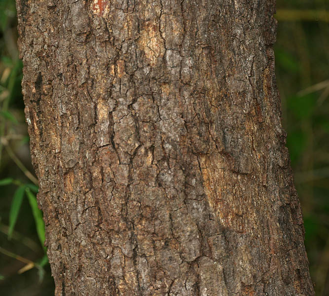 File:Limonia acidissima syn Limonia elephantum or Fernonia limonia (wood-apple) in Talakona forest, AP W IMG 8335.jpg