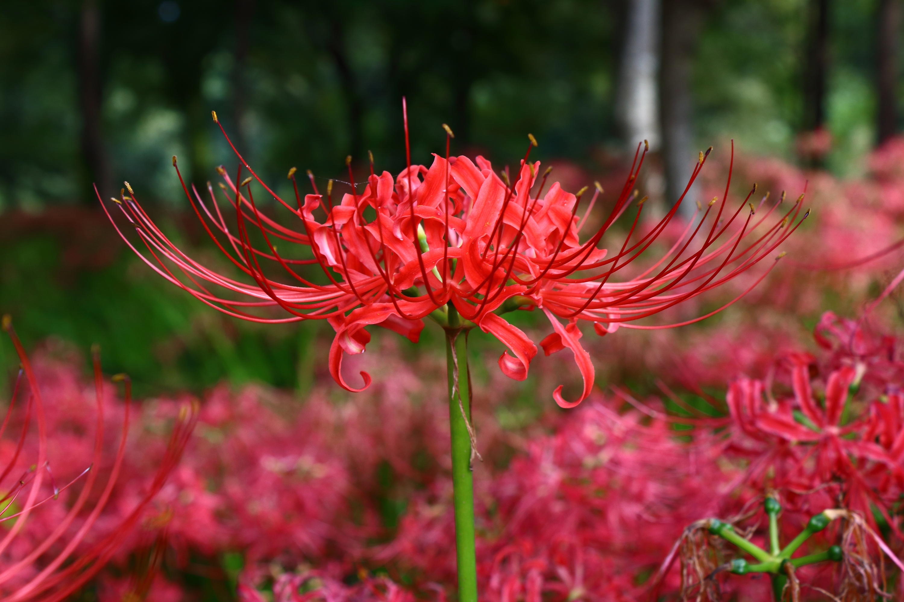 Lycoris radiata - Kinchakuda 10.JPG