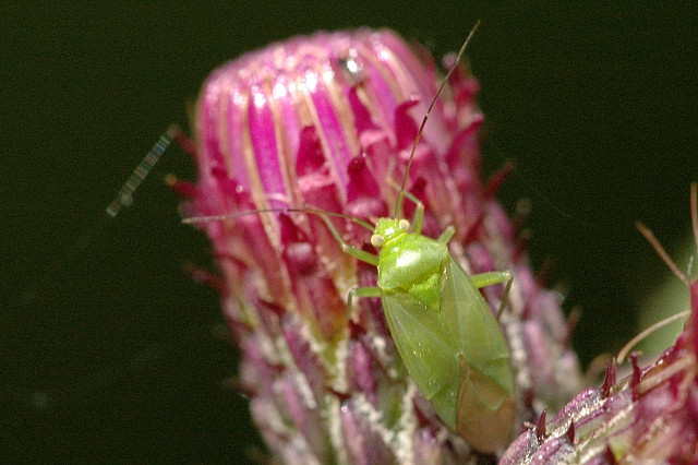 File:Lygocoris.pabulinus.-.lindsey.jpg