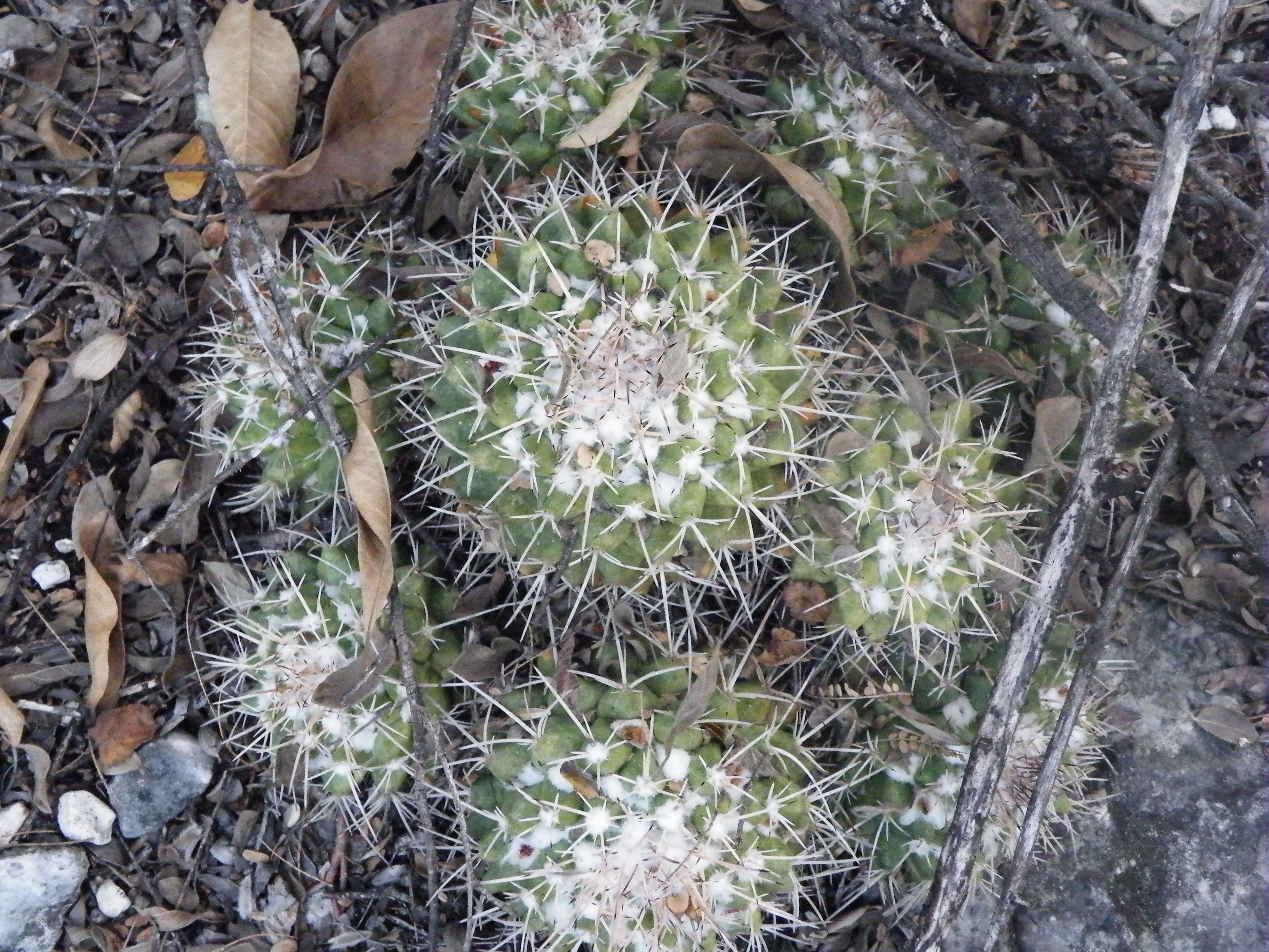 Mammillaria kuentziana