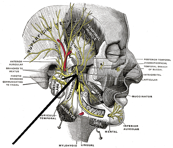 medial pterygoid