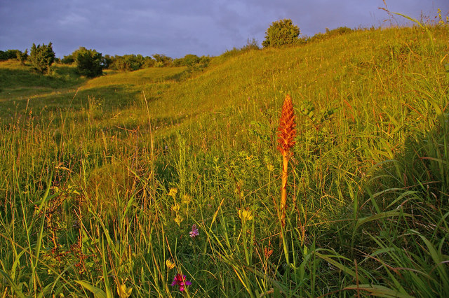 File:Noar Hill - geograph.org.uk - 1362614.jpg