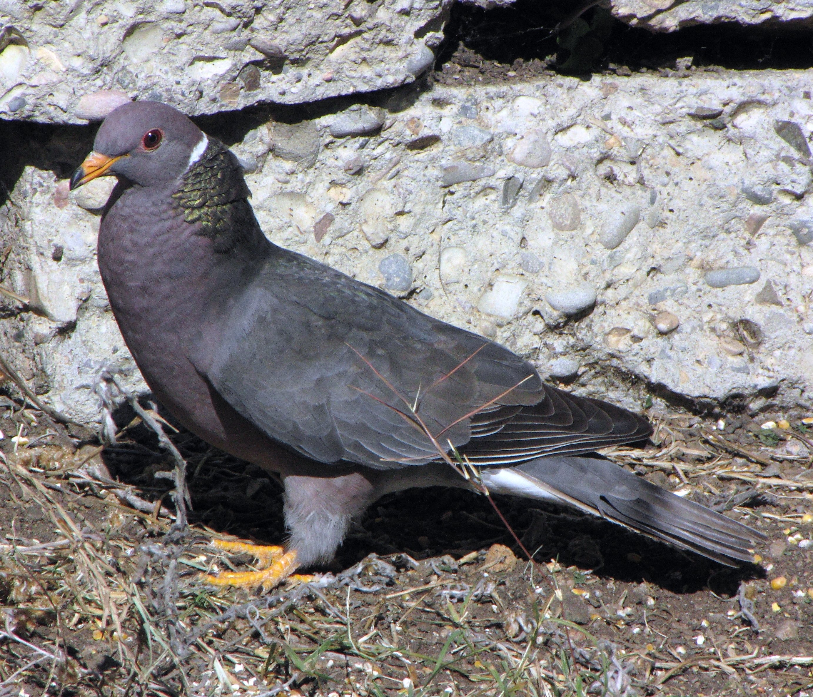 Band-tailed pigeon, Northern Band-tailed Pigeon (Patagioenas fasciata), in  flight in the sky, side view, USA, California Stock Photo - Alamy