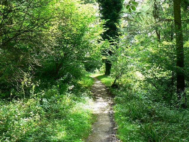 Path through Woodchester Park - geograph.org.uk - 931897