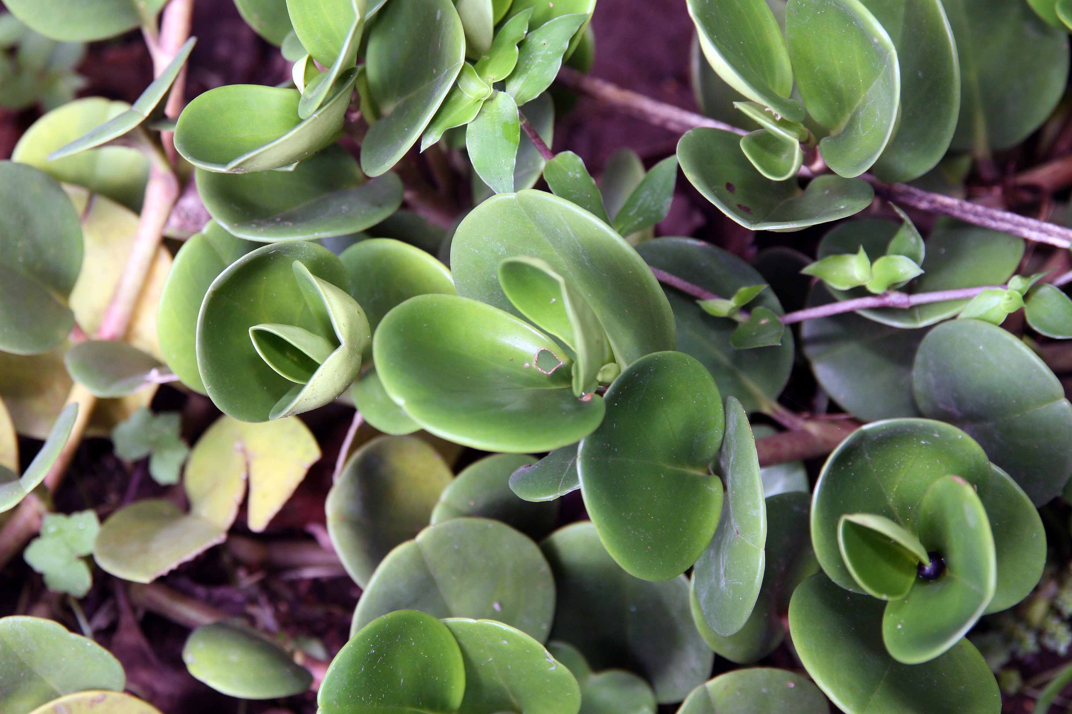 Peperomia obtusifolia (American Rubber Plant, Baby Rubberplant, Baby Rubber  Plant, Oval Leaf Peperomia)