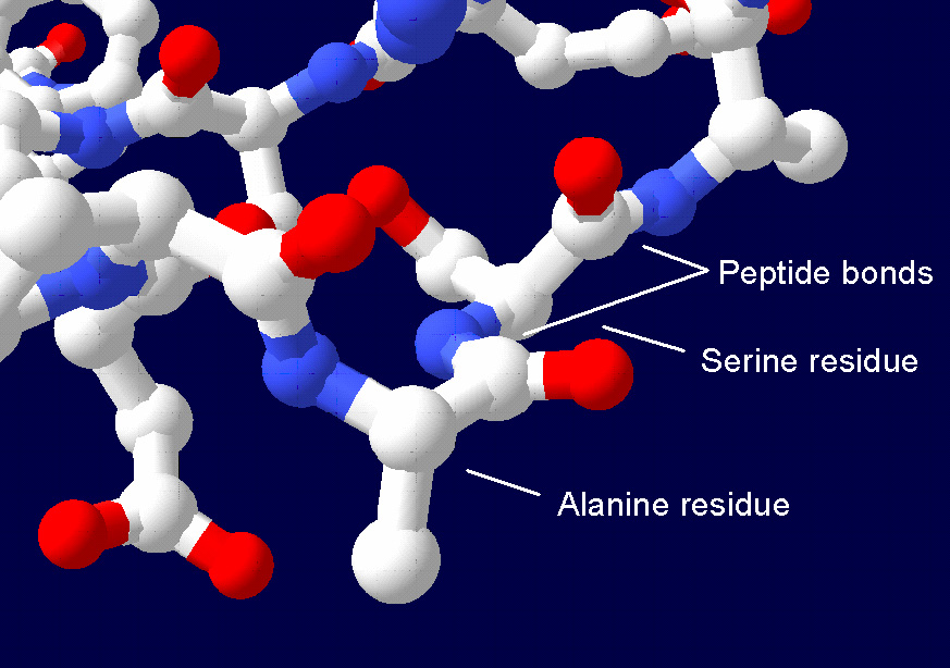 peptide bond in protein