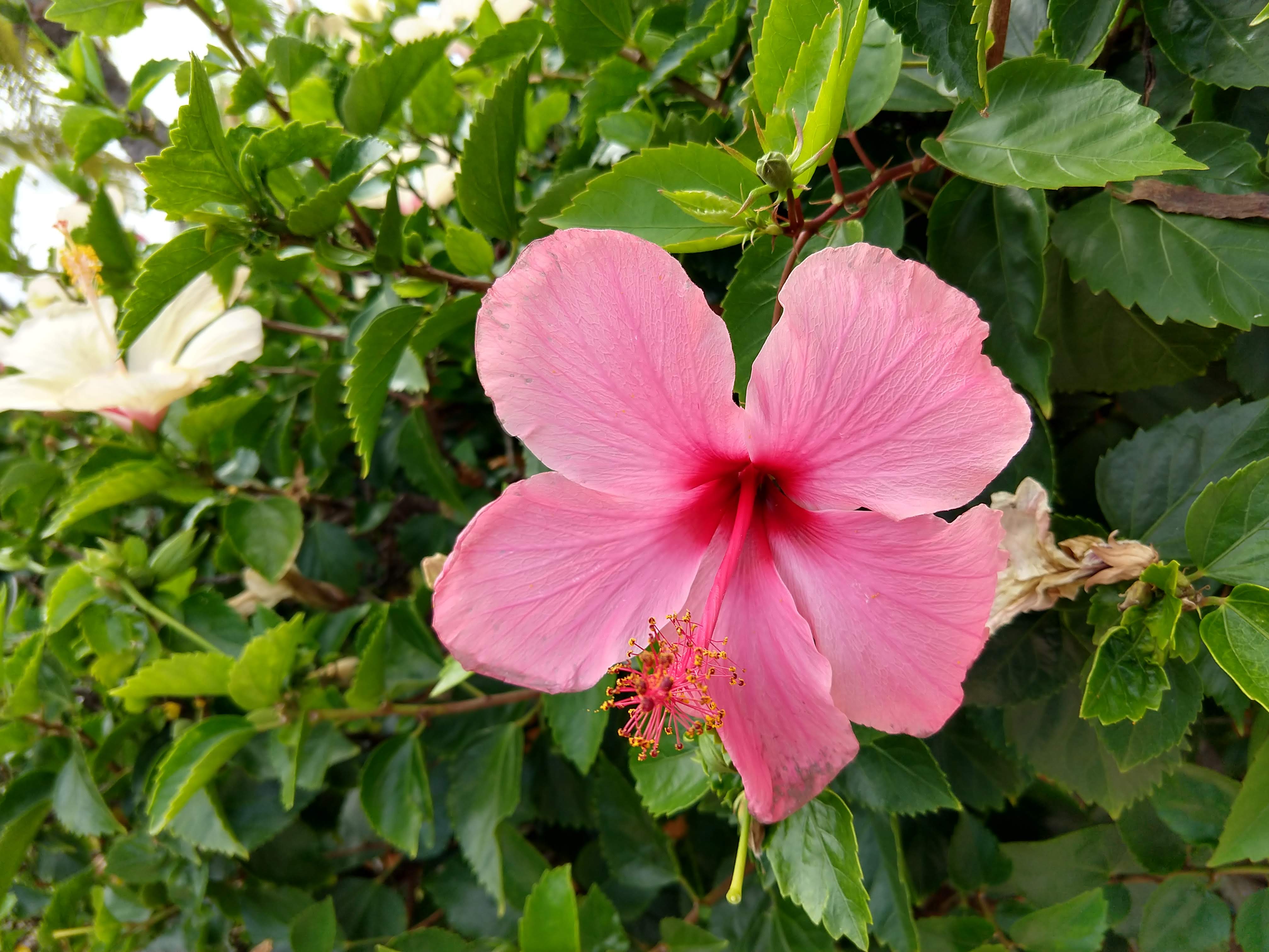 Пинк дрим. Гибискус Pink Cheeks. Гибискус Pink Bouquet. Hibiscus Pink Shower.