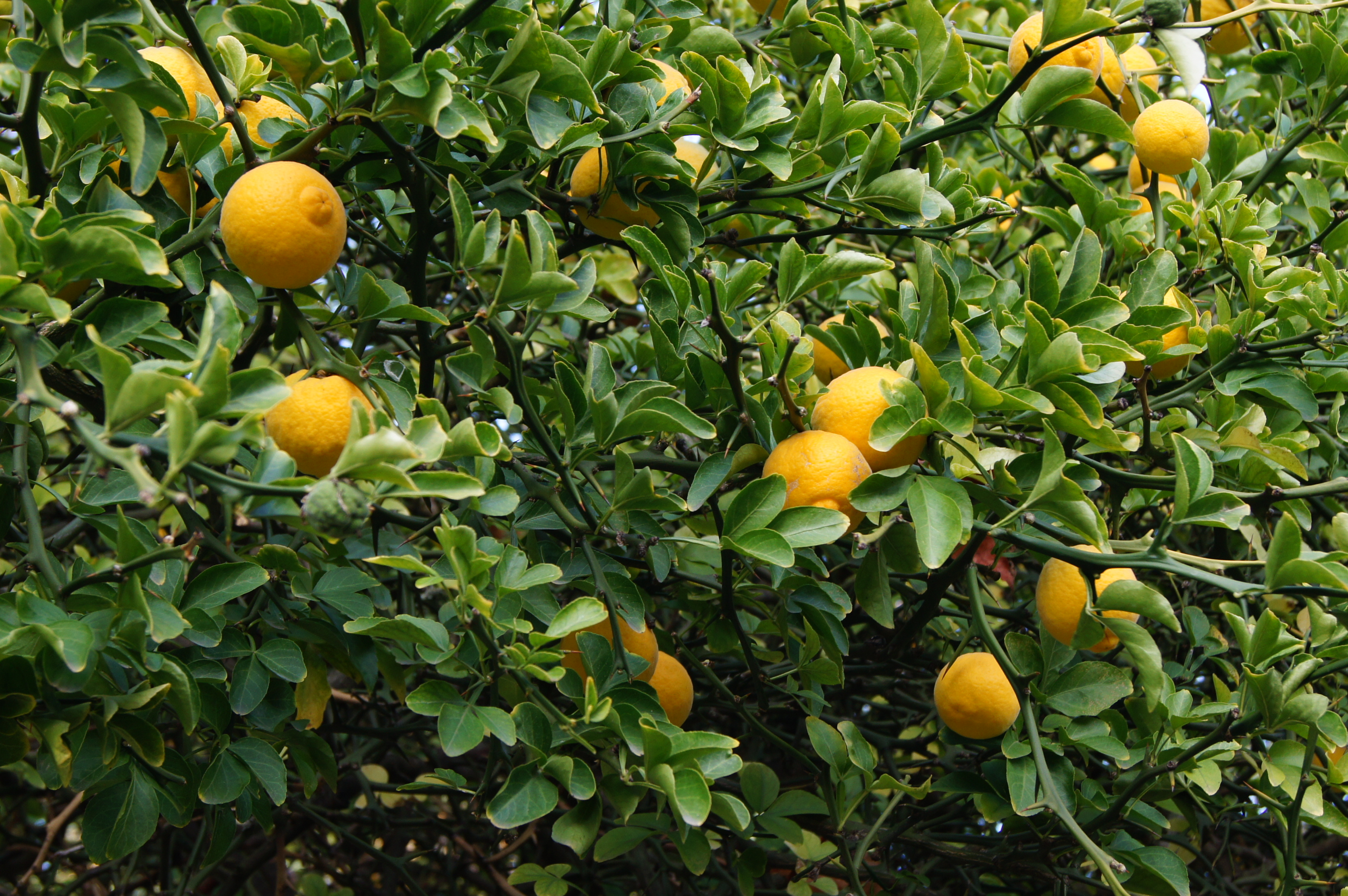 Stablo s narančasto žutim plodovima i trnjem
