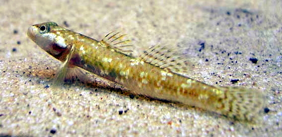 Rhinogobius female