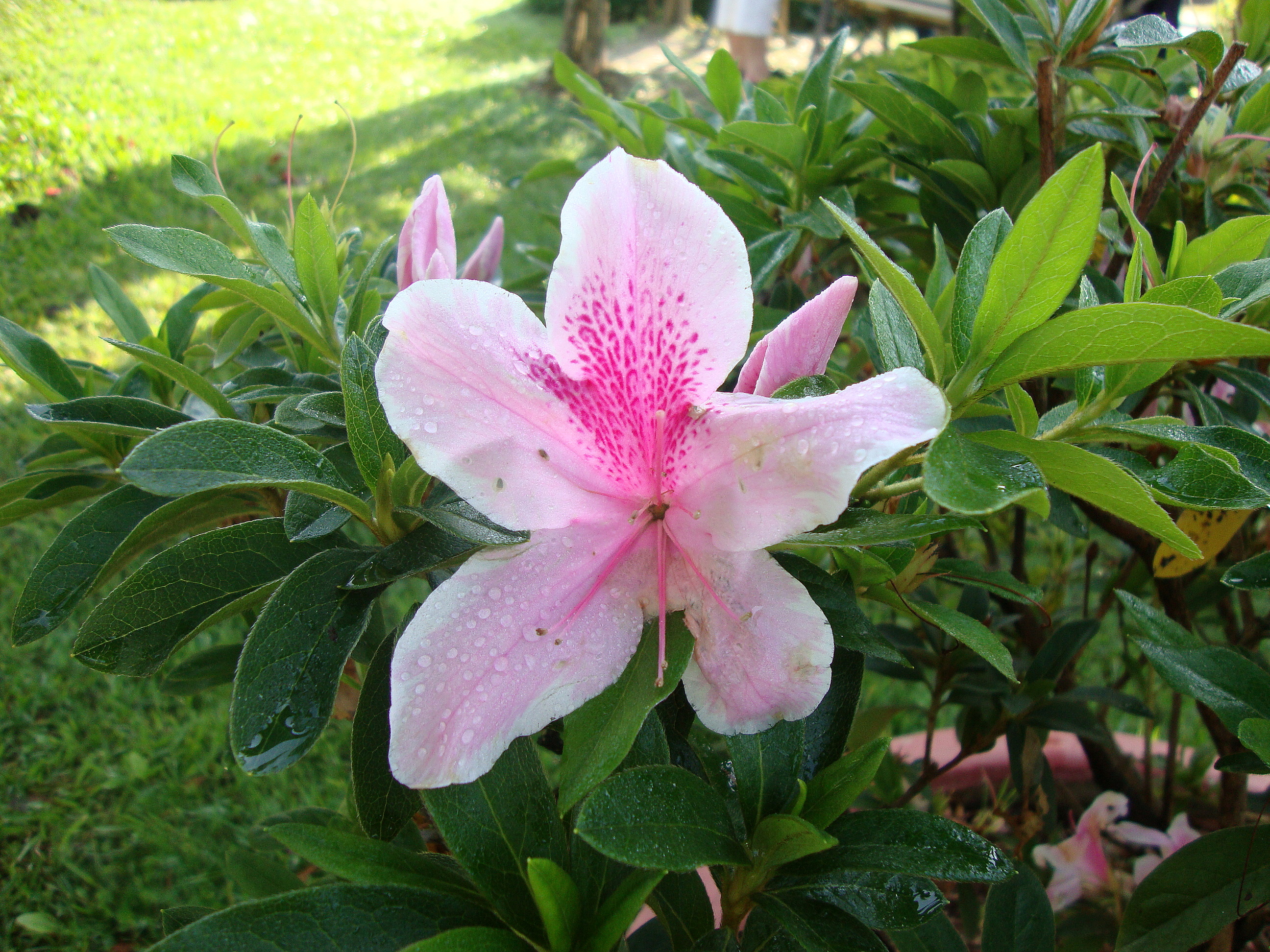 Rhododendron simsii