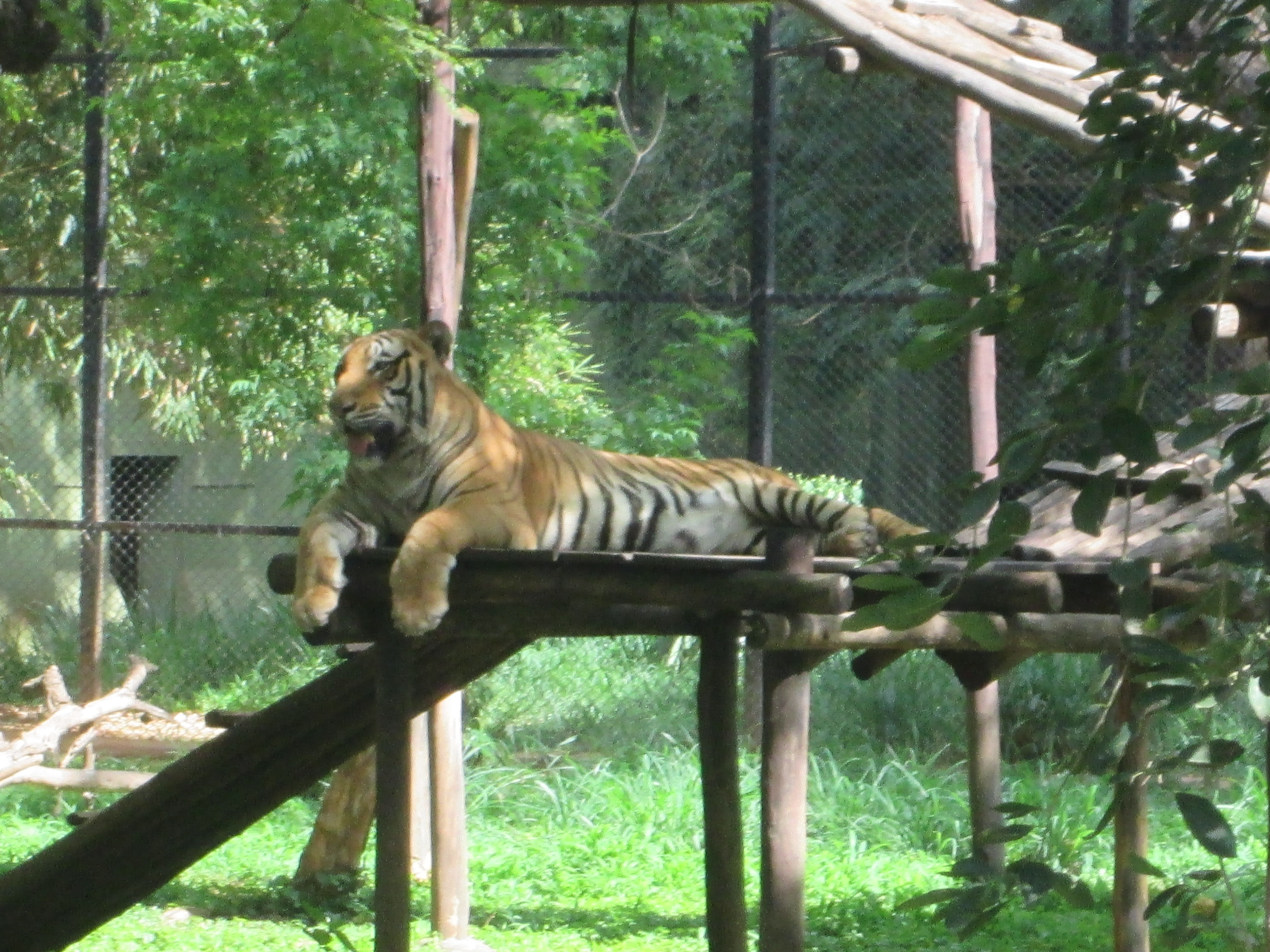 File:Royal bengal tiger play.jpg - Wikimedia Commons