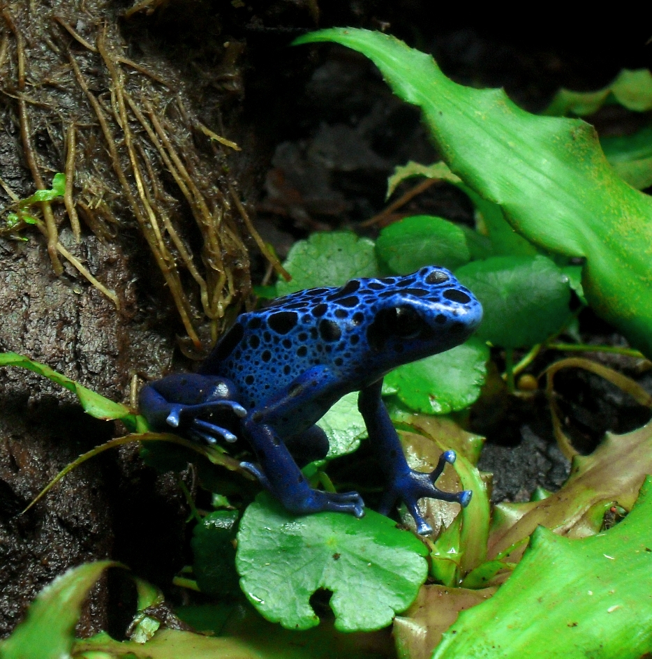 poison frogs for sale