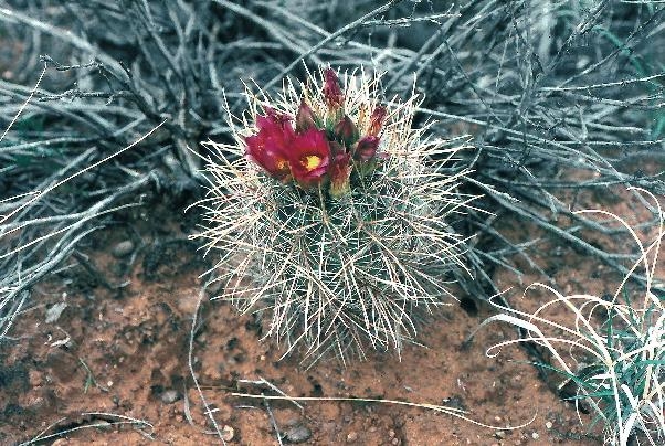 File:Sclerocactus parviflorus fh 51 BB.jpg