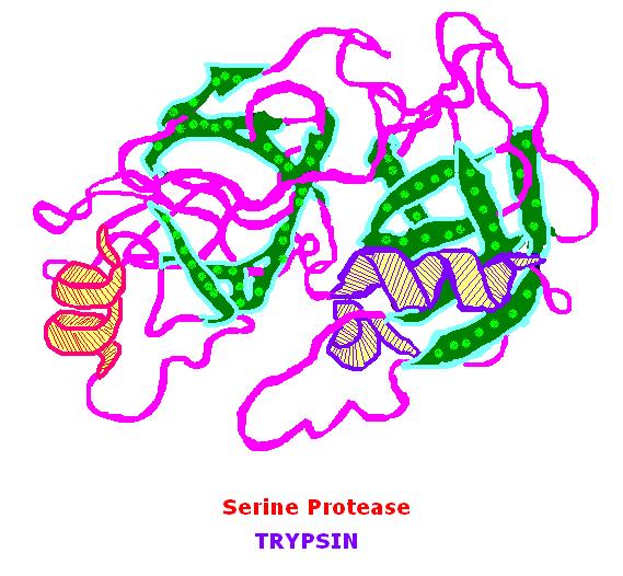 Serine protease