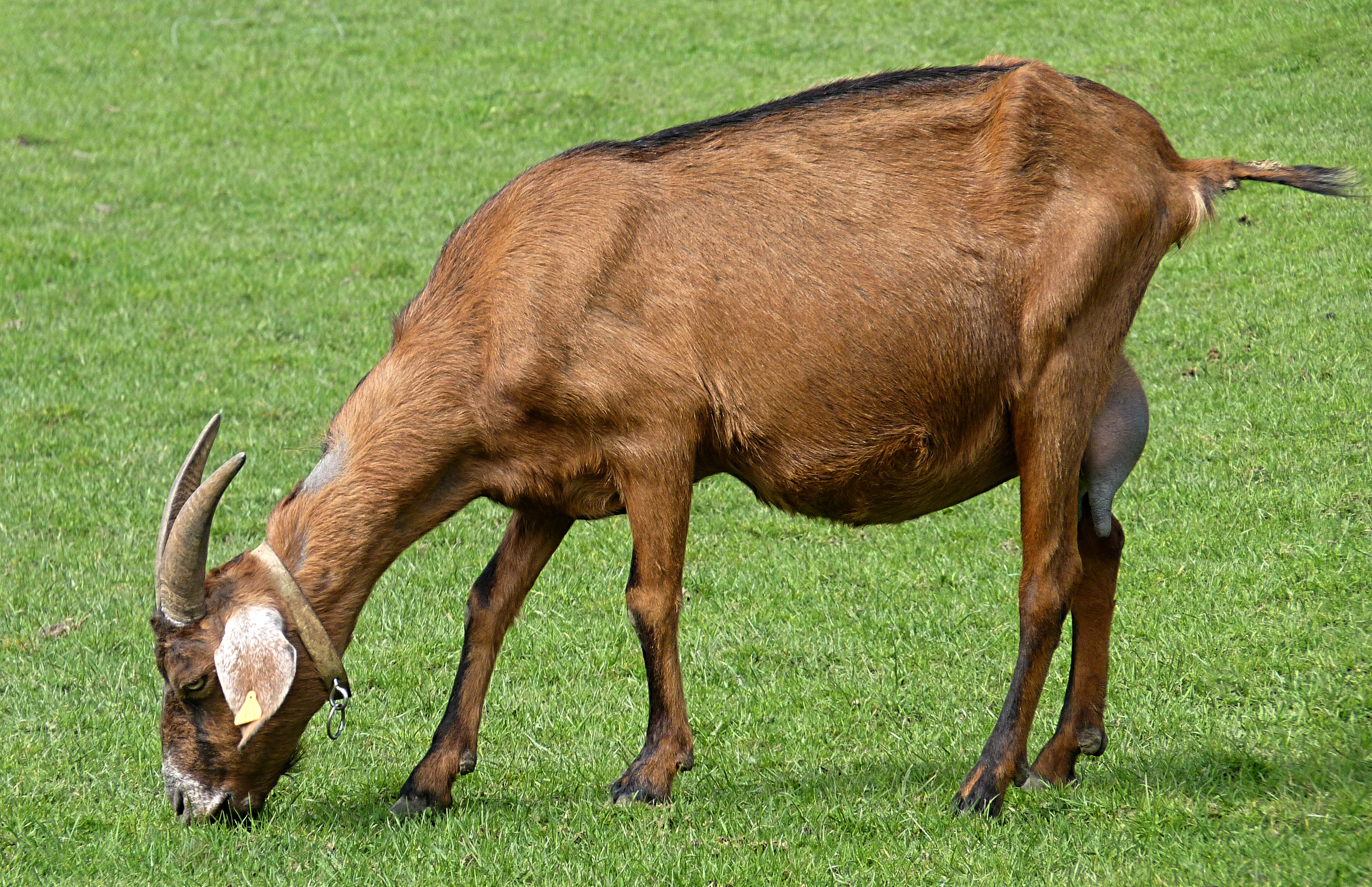 Alimentation animaux de basse-cour, moutons, chèvres 