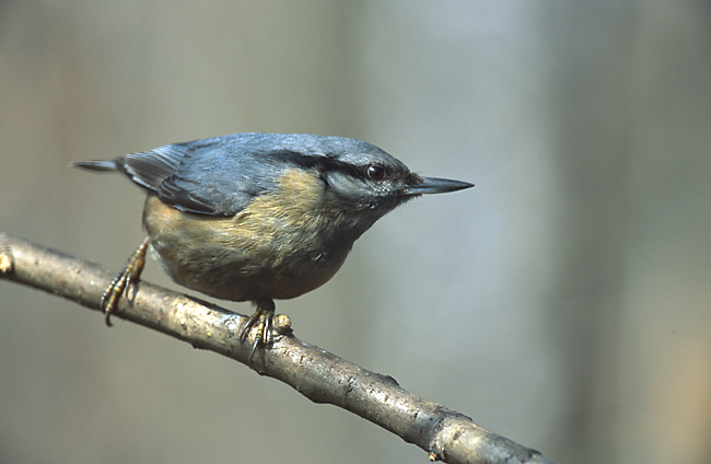 File:Sitta europaea 2 (Marek Szczepanek).jpg