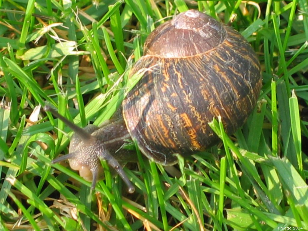 Helix aspersa фото