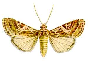 <i>Spodoptera litura</i> moth