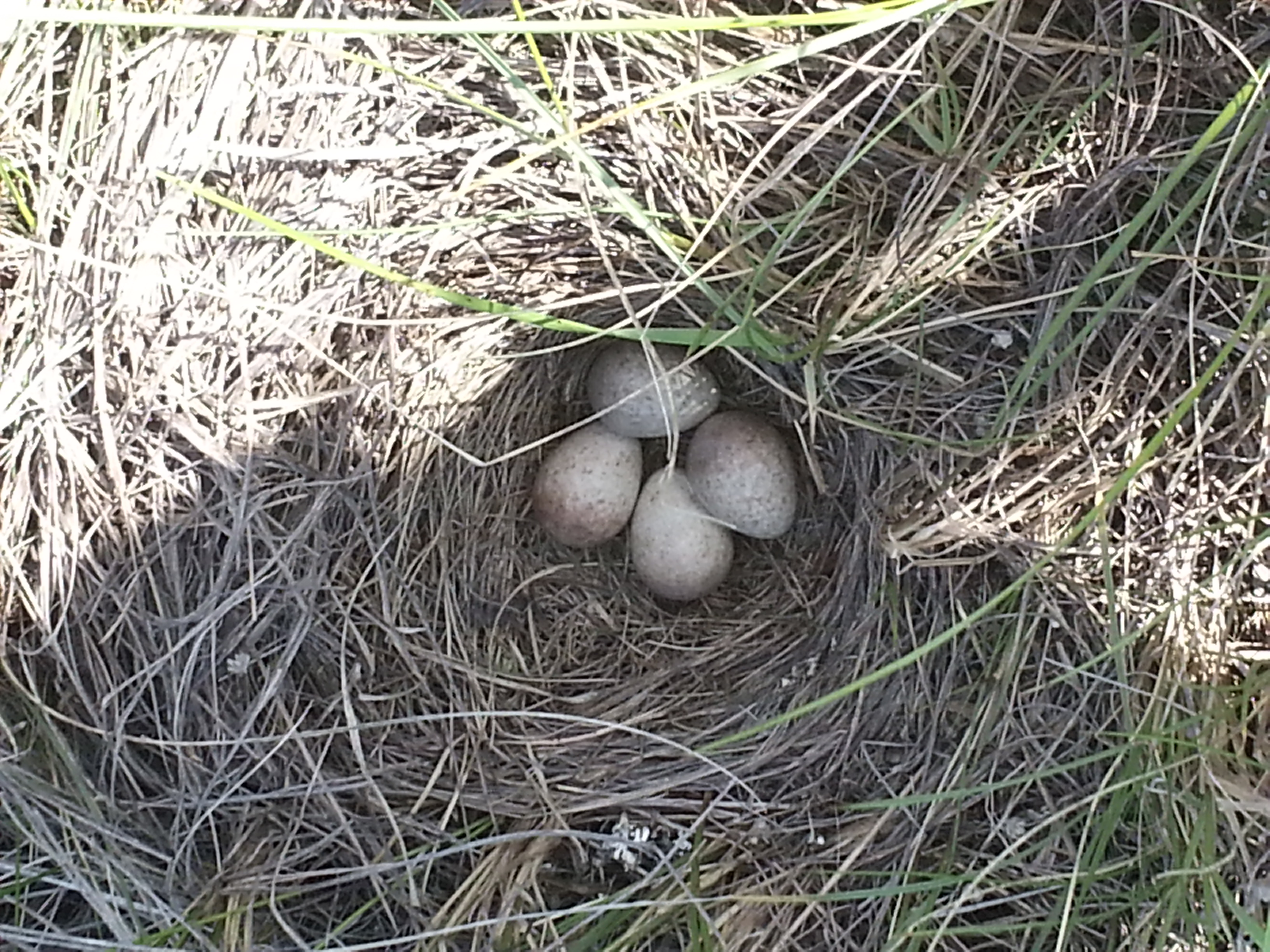 impact smallest bird eggs environment