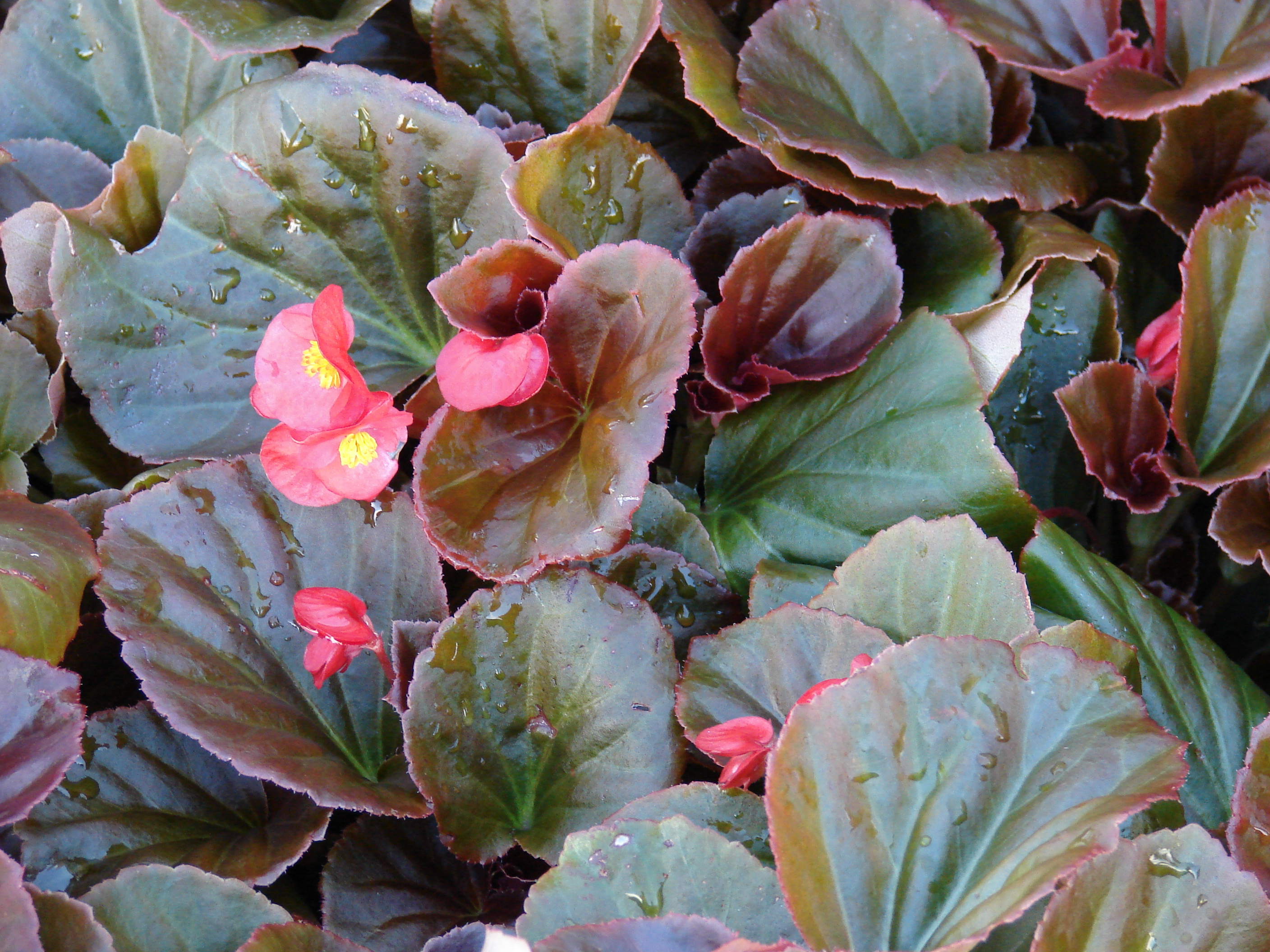 File Starr 080103 1143 Begonia Sp Flowers And Leaves Lowes Garden