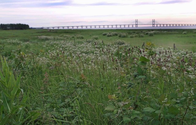 File:Teasels and second Severn Crossing - geograph.org.uk - 829923.jpg