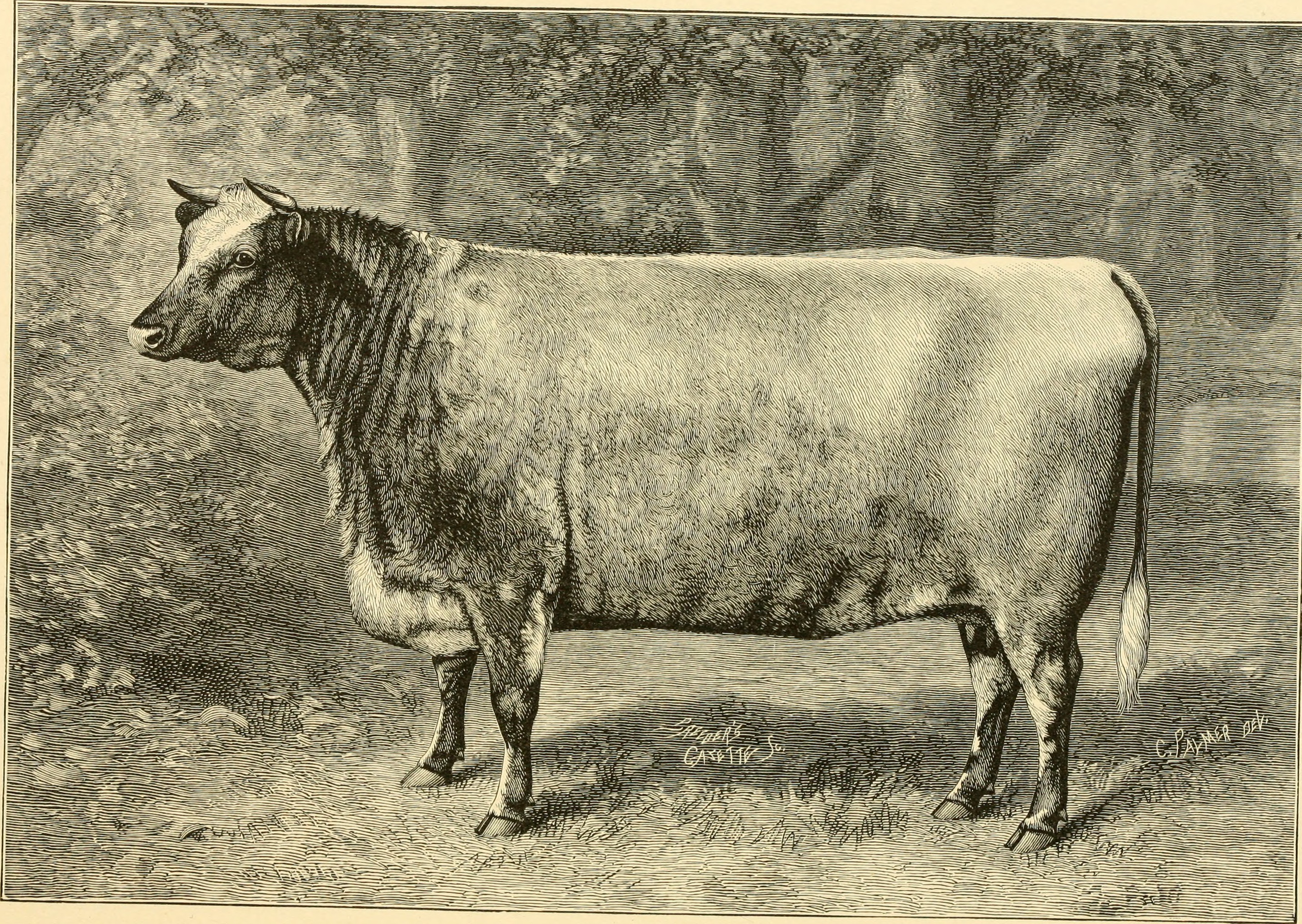 Beatrice 77 livestock