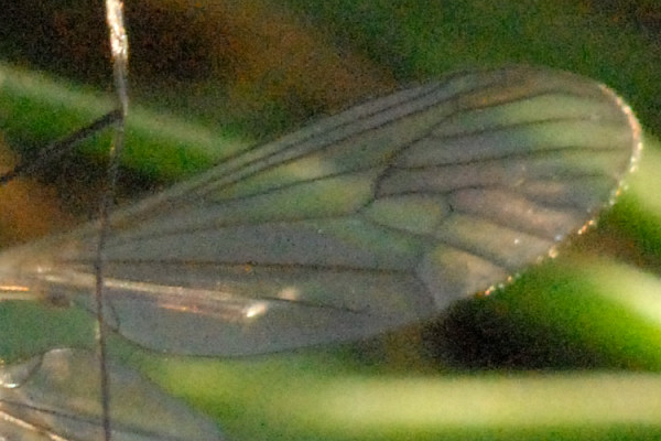File:Trichocera.hiemalis.wing.detail.jpg