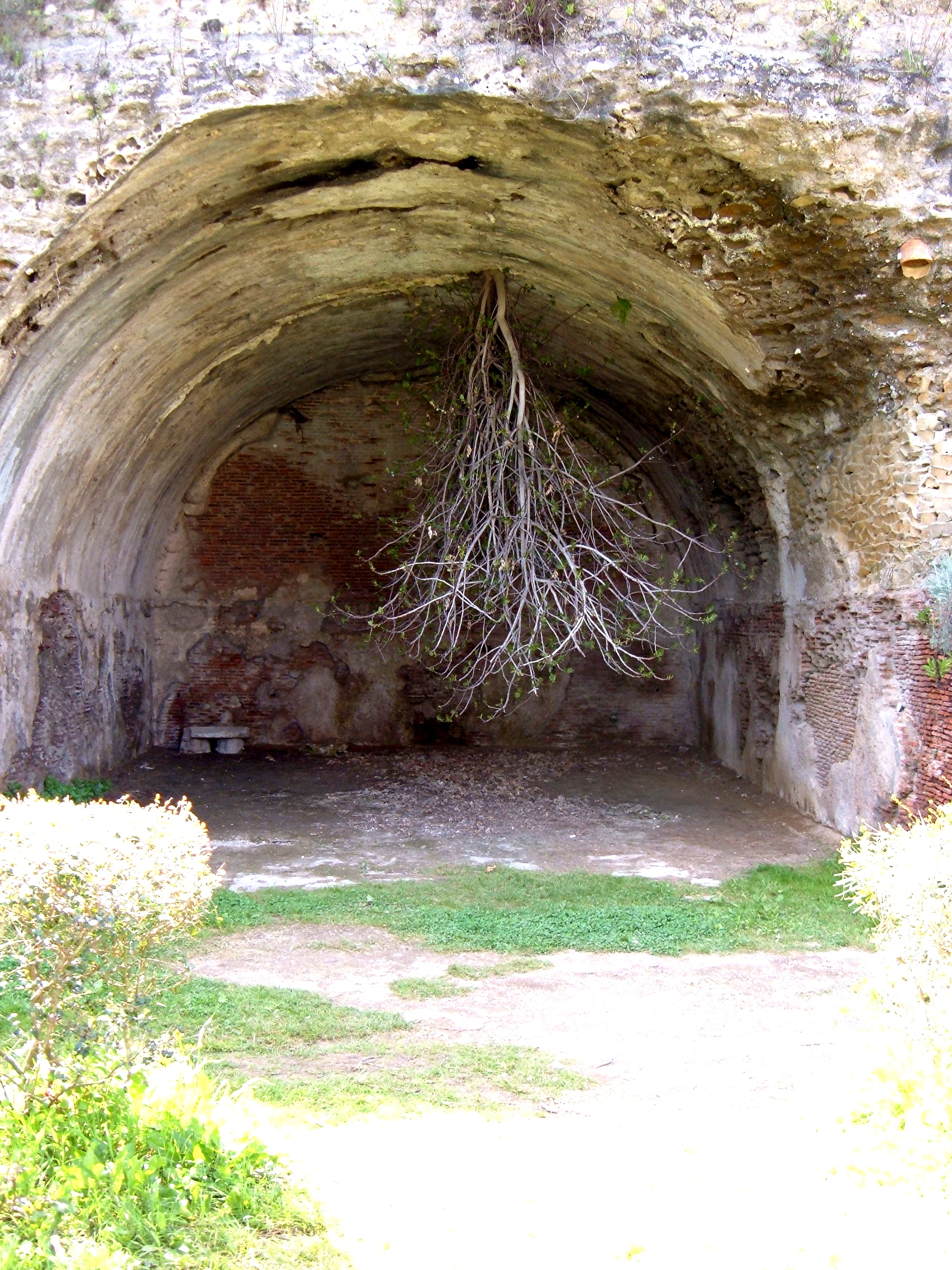 Upsidedown-tree.JPG