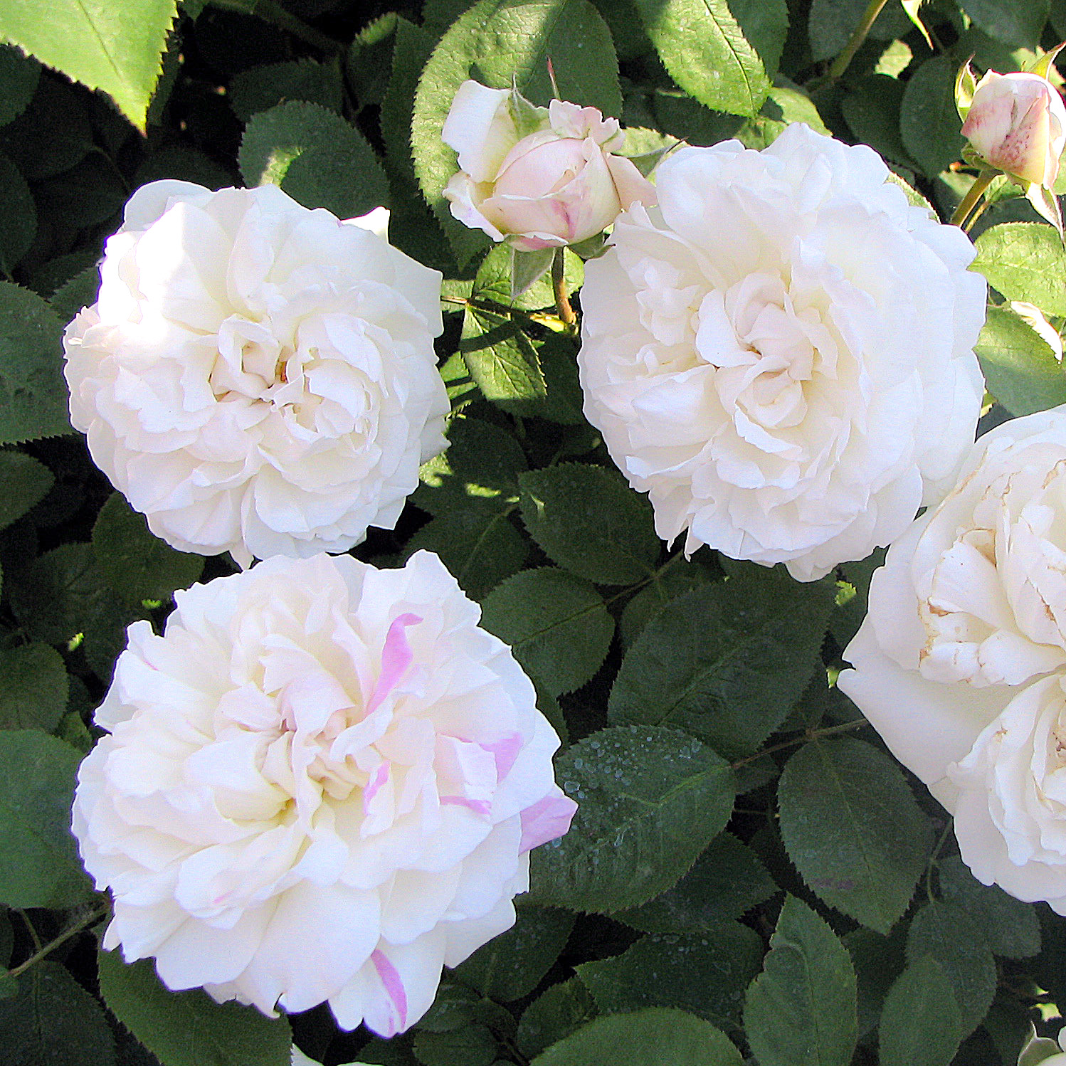 File:Winchester cathedral English rose.jpg - Wikimedia Commons