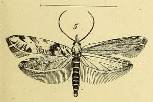 <i>Ypsolopha trichonella</i> Species of moth