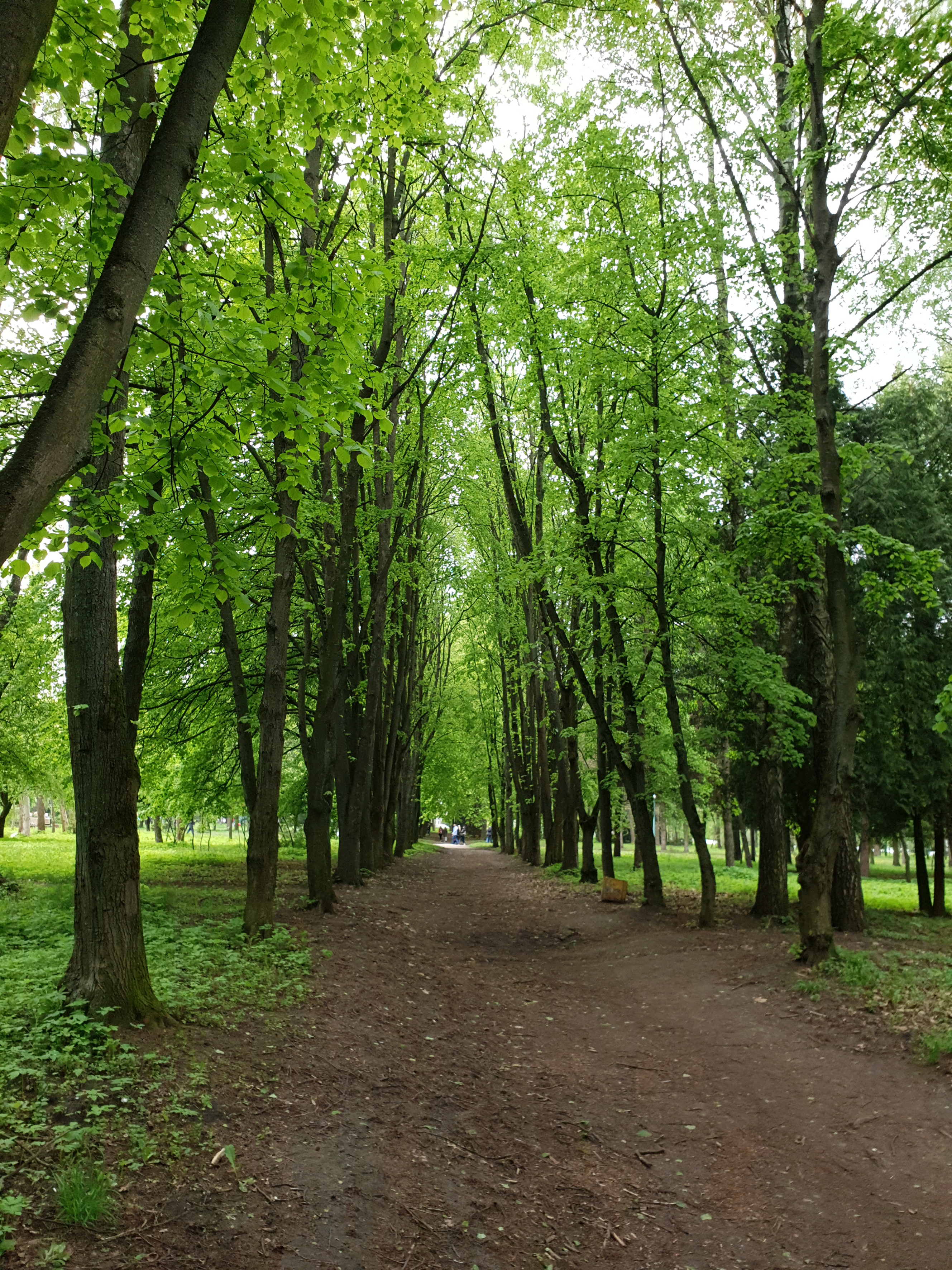 В аллее рощи