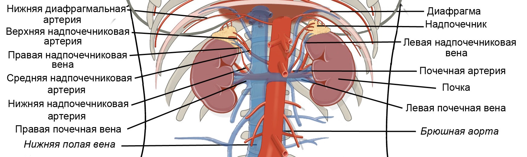 Почечные артерии и вены. Кровоснабжение почки схема. Кровоснабжение почки анатомия схема. Схема кровоснабжения почки человека.