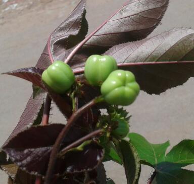 File:காட்டாமணக்கு- 2 1(Jatropha curcas).jpg