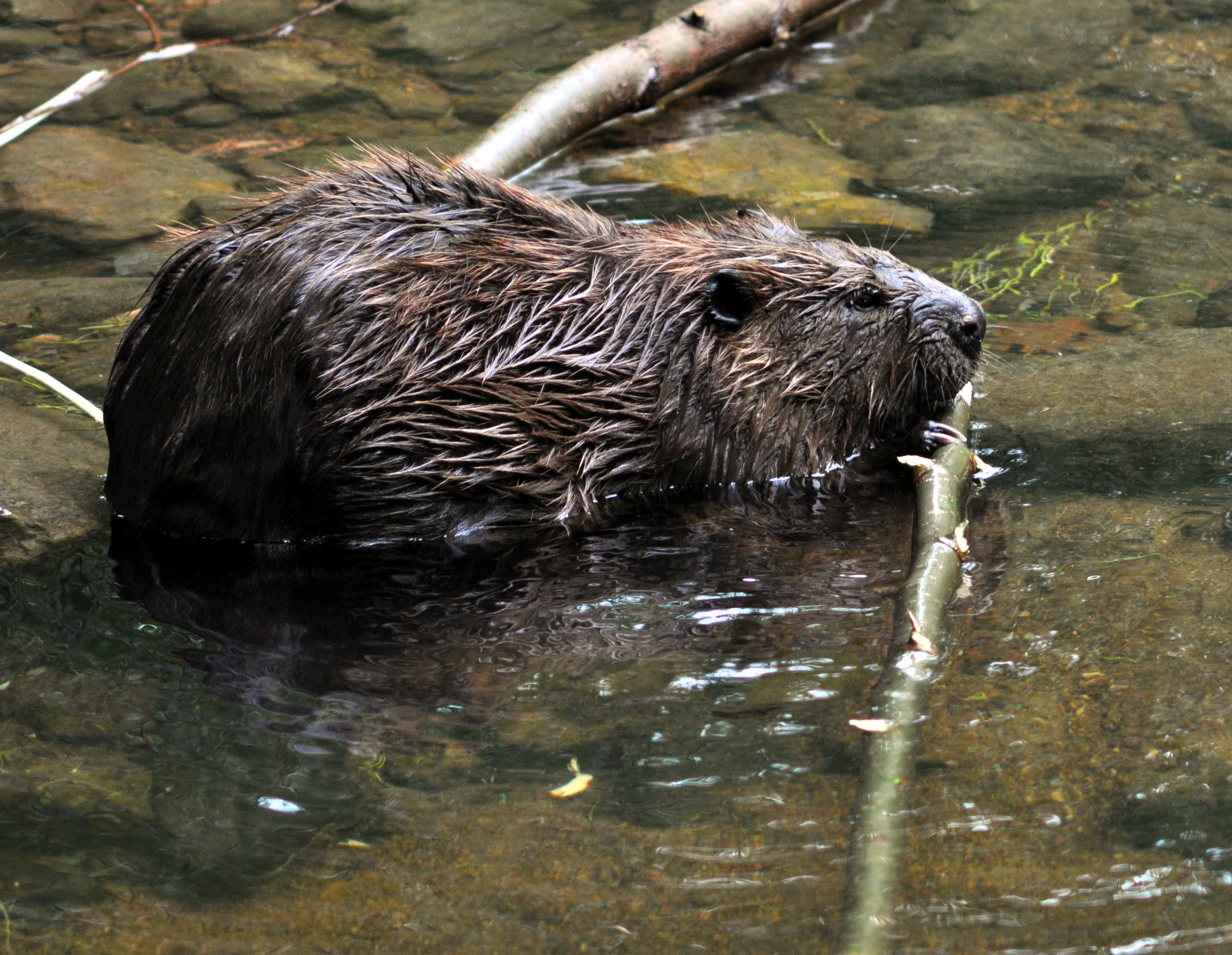 Castor canadensis