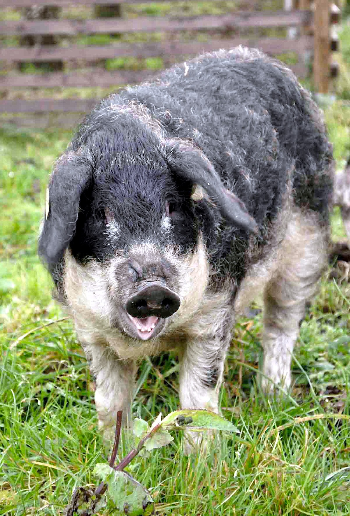 Mangalica - Wikipedia