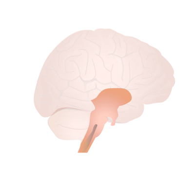 File:201405 brainstem.png - Wikimedia Commons