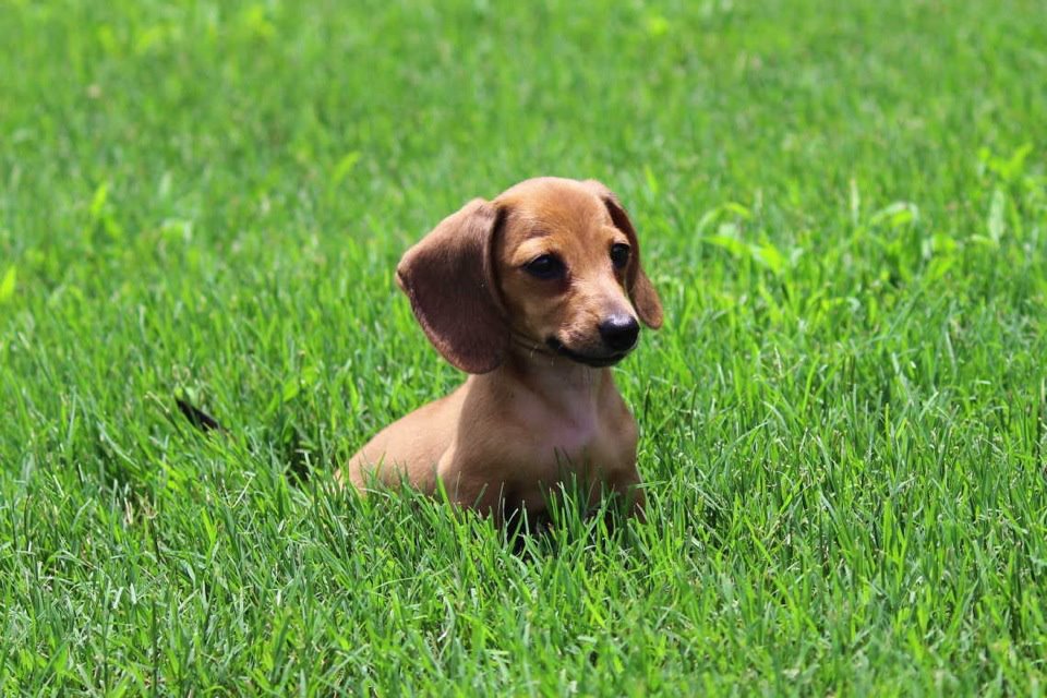 10 Things to Know about Dachshund Dog