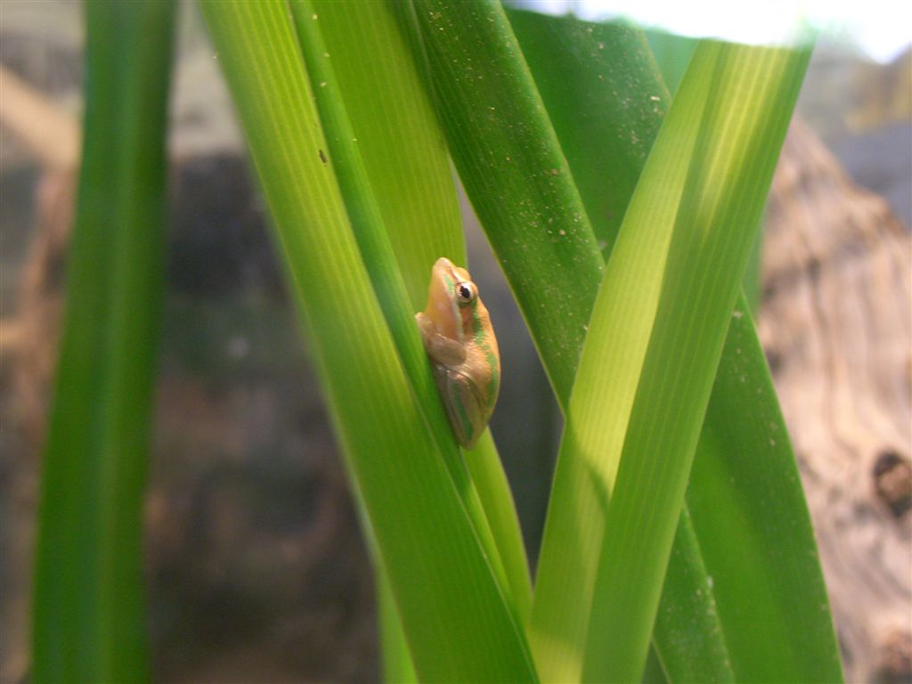 File:The very Small Frog.jpg - Wikimedia Commons