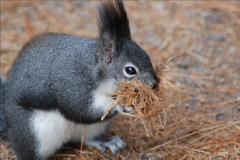 File:Abert collects nesting material.jpg