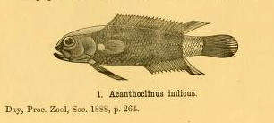 Acanthoclininae Subfamily of fishes