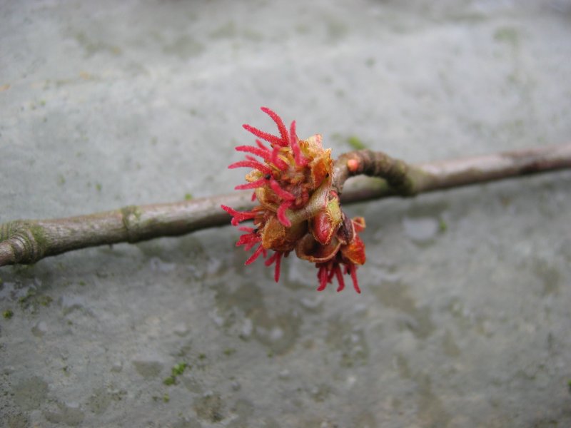 File:Acer saccharinum bluete2.jpeg