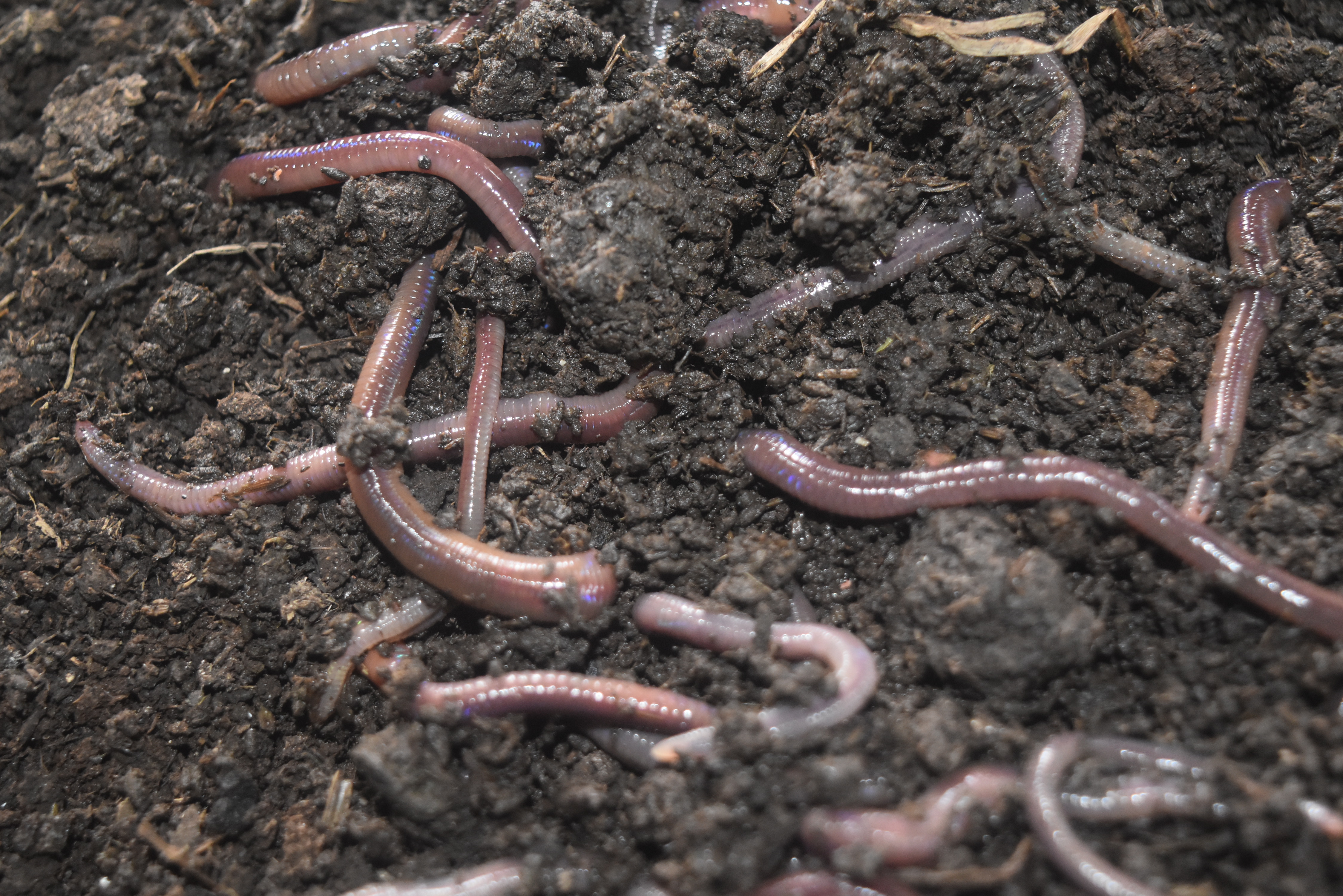 File:African Night Crawler.jpg - Wikimedia Commons