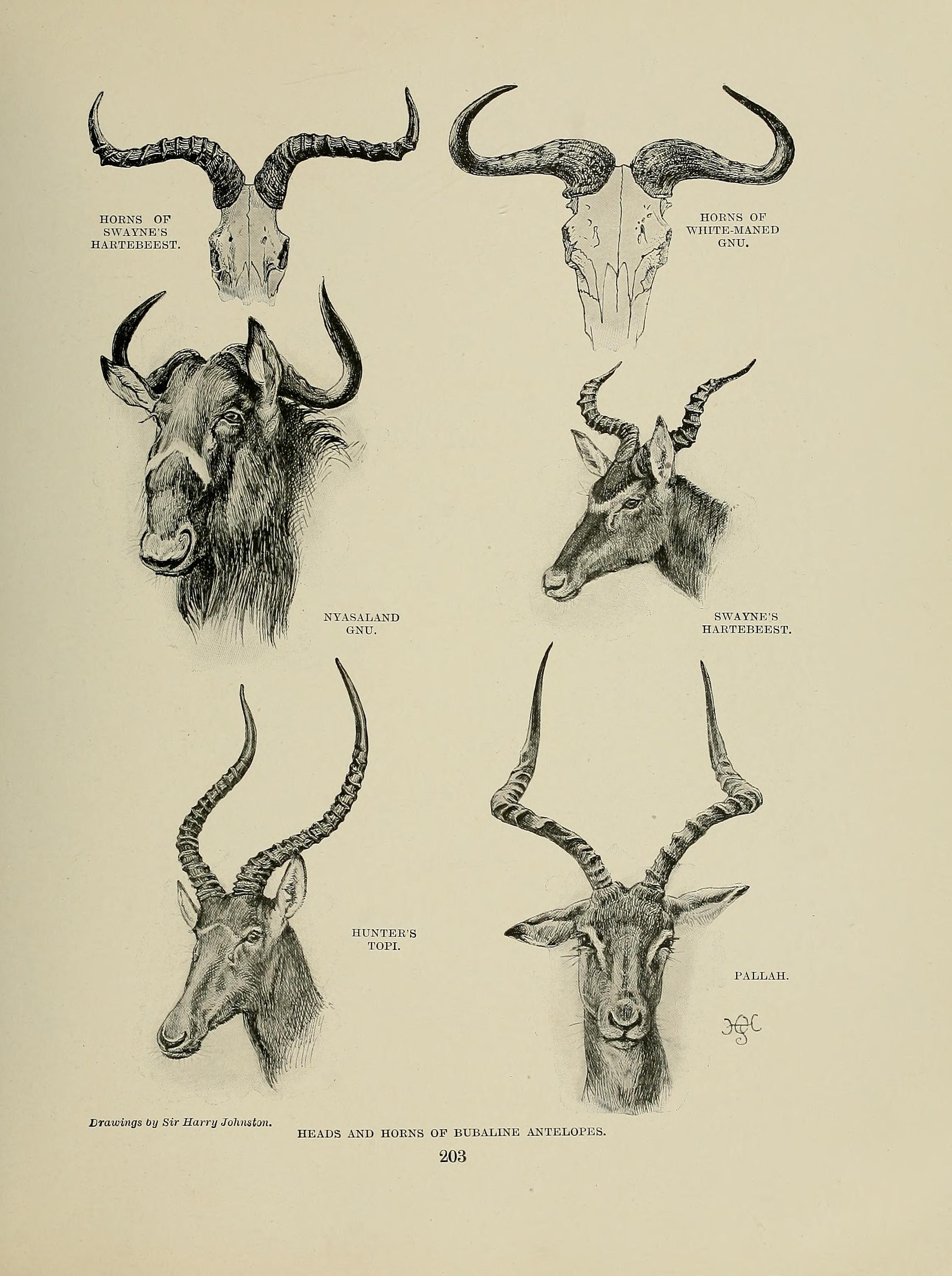 File:Animal Life and the World of Nature; A magazine of Natural History  (1902) (14765084951).jpg - Wikimedia Commons