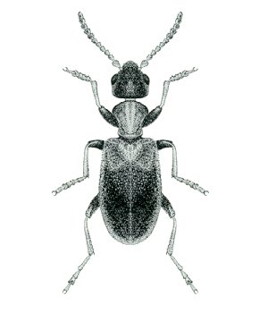 <i>Anthicus floralis</i> Species of beetle
