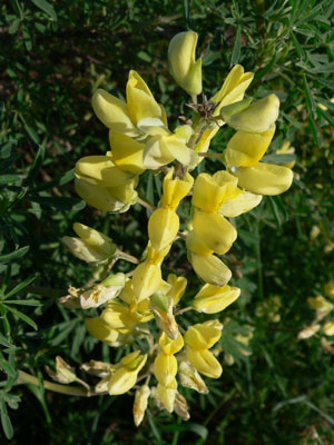 <i>Lupinus arboreus</i> Species of plant